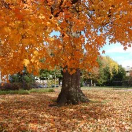 Photo of Nat Turner Park in Newark